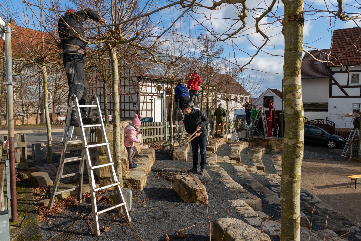 Der jährliche Platanenschnitt auf dem Dorfplatz Willingshausen